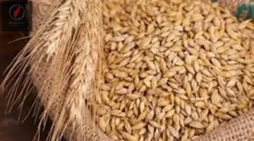 سعر الأرز الشعير في 2026 يستقر بين الحبة الرفيعة والعريضة تعرف على التكاليف الحالية للطن